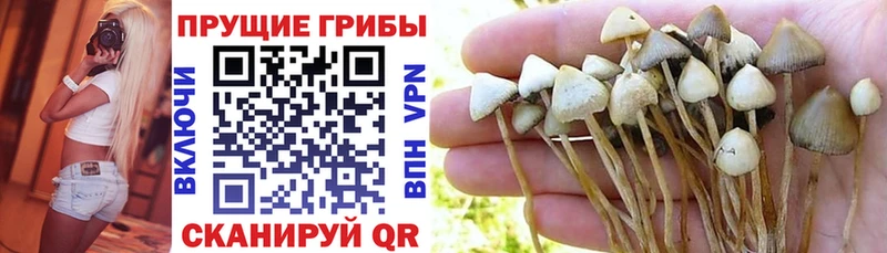 где продают   Борисоглебск  ОМГ ОМГ рабочий сайт  Галлюциногенные грибы Cubensis 